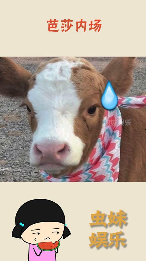 娱乐吃瓜的抖音号,抖音热门号“娱乐吃瓜”揭秘娱乐圈幕后故事