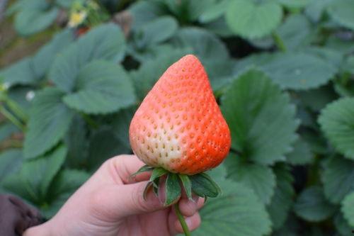 娱乐吃瓜草莓,娱乐界的甜蜜诱惑  第2张