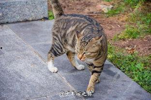 娱乐吃瓜猫咪,揭秘猫咪吃瓜背后的趣味世界  第2张