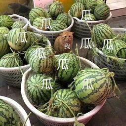 娱乐常吃瓜,揭秘明星们的甜蜜与苦涩  第3张