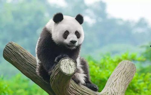 娱乐吃瓜熊猫视频大全,吃瓜视频大全盘点  第3张