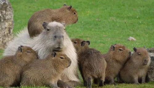 娱乐吃瓜酱水豚  第2张