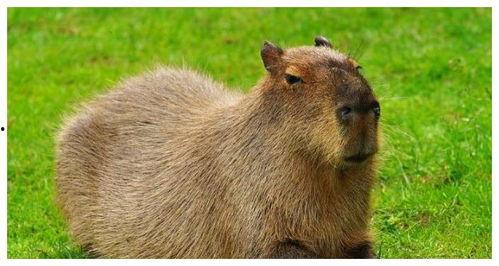 娱乐吃瓜酱水豚  第3张