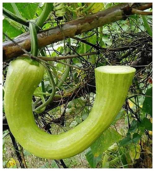 座等吃瓜是什么意思,揭秘网络流行语的趣味与内涵  第3张